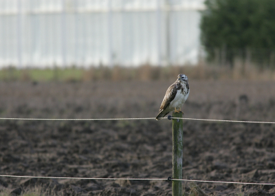 Vandaag nog even op pad gegaan. Kwam deze Buizerd tegen die op zijn gemak de omgeving aan het verkennen was. Morgen krijg ik prive les van . Andr Nijenhuis want het wil toch niet zo gaan als ik zou willen. Als ik met 50 foto's thuis komt zijn er maar een paar echt bruikbaar. Dus vind ik dat dat beter moet kunnen. Dus vanaf volgende week betere  foto's hoop ik