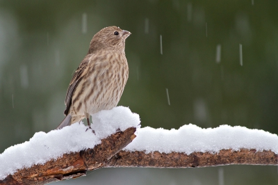 Nog een winters plaatje van vandaag. Heb mij goed kunnen vermaken vandaag. Nog vele winterse plaatjes kunnen maken.