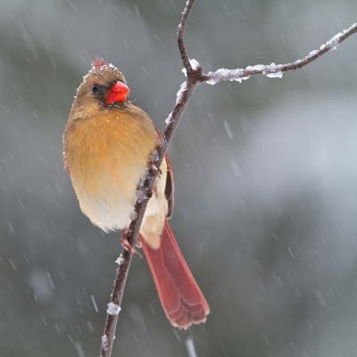 Nog maar een winters plaatje uit Michigan...

Deze keer was er genoeg gelegenheid om een aantal foto's te maken van dit vrouwtje Kardinaal.