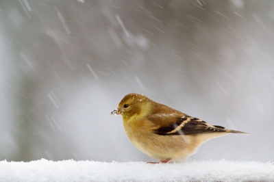Sneeuw, sneeuw, en nog meer sneeuw. Rondom de voederbak scharrelden een aantal vinken. Afgelopen zomer heb ik de treursijs niet veel gezien, maar nu zijn ze er weer volop. En dat geeft helemaal niets...