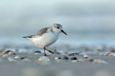 Gisterenavond thuis gekomen van een leuk, verlengd weekendje Schiermonnikoog (samen met 9 andere vogelkijkers). Het was voornamelijk vogels 'kijken', maar af en toe heb ik me wat afgezonderd om foto's te maken. Hier het eerste resultaat. De schelpen vind ik een leuke toevoeging.