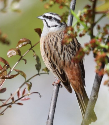 Tijdens het wachten op een paartje Blauwe rotslijsters die maar niet niet dichterbij wilden komen deze Grijze gors mee gepikt. Toch een leuke vogel al kent de database van B.P. hem nog niet.