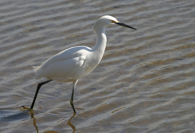 <i class='fa fa-user'></i> Peter Vercruijsse | Amerikaanse Kleine Zilverreiger  <i class='fa fa-eye'> 260</i>   <i class='fa fa-comment-o'> 0</i>