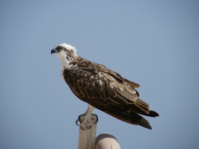 in egypte was er een hele tamme visarend.
ik heb hem vaak zien jagen. toen hij op een gegeven moment op een paaltje ging zitten, ben ik heel voorzichtig naar hem toe gelopen. uiteindelijk stond ik 3 meter van de vogel vandaan.