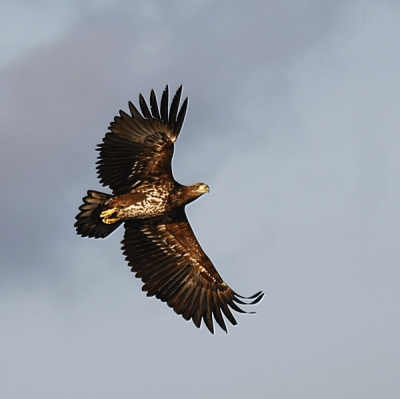 Eindelijk de soort in Nederland fijn vastgelegd! Waar zie je ze beter als in de Biesbosch?