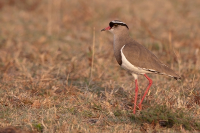 Deze prachtige vogel (Diadeem Kievit) had bijzonder veel gelijkenis met onze Kievit. Ik heb deze opname in de vroege ochtend gemaakt tijdens onze tweede dag in het Natuurpark de Masai Mara. Daar zijn we 4 dagen geweest.