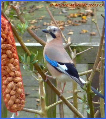 deze vlaamse gaai zat rustig in mijn tuin en at gretig van de pinda`s, daarna helaas niet meer gezien