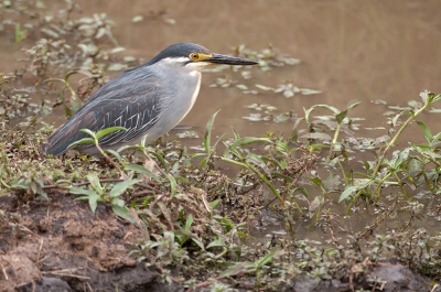 De Mangrovereiger is een kleine reiger. Volwassen dieren hebben een grijsblauwe rug, witte onderkant, zwarte pet en gele poten. De jonge vogels zijn bruiner van kleur en gestreept aan de onderkant.
De vogel komt in de Masia Mara National Park voor van Noord Afrika. In het algemeen trekken de vogels 's winter niet weg. Ze nesttellen in struiken of bomen, soms op de grond, en vaak in de buurt van water. Een nest bestaat uit drie tot vijf eieren. Het voedsel bestaat uit kleine visjes, kikkers, hagedissen en waterinsecten.

Tijdens ons bezoek aan de Masai Mara National Park heb ik deze foto gespot gefotografeerd van Jeep mbv rijstzak.