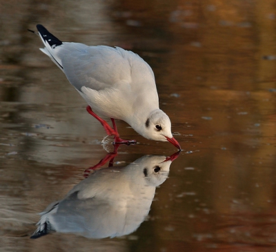 Een jonge kokmeeuw "kijkt"naar zijn spiegelbeeld.
De lage zon achter mij en het bruine riet geven dit kleurrijke effect.