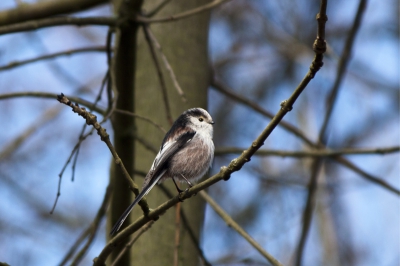 Staartmezen zijn altijd een feest om tegen te komen. Ze zijn mooi, begeven zich in groepen (i.e. meer kans op een leuke foto), zitten vaak laag in bomen en bovenal ze trekken zich vrijwel niets aan van je aanwezigheid, i.t.t. koolmezen die meteen moord en brand schreeuwen.