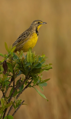 Deze Geelkeel langklauw viel niet alleen op door zijn mooie gele kleuren, maar ook daar zijn prachtige zang. Ik heb deze vogel gefotografeerd in het natuurgebied de Masai Mara National Park van Kenia. 
Vanuit Jeep mbv rijstzak