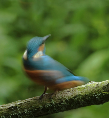 Ik denk dat ie niet geplaatst wordt maar ik vind dit zelf een hele bijzondere foto,om te laten zien hoe snel een ijsvogeltje is.
Iedereen die al eens geprobeerd heeft hem er mooi scherp op te zetten weet hier alles van.
Ik denk dat alleen de pootjes en de stam redelijk scherp zijn en in de rest zit zo,n prachtige draai,zie en hoor het wel wat er van gevonden wordt.