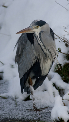 Ik vind deze pose van de reiger en de omstandigheden wel mooi. En u?