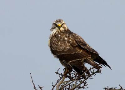 Buizerd opgejaagd door fotograaf, de aanhouder wint