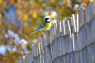met wat voer Koolmeesjes in de tuin gelokt, aleen  kwamen ook wat andere vogels kijken maar toch gelukt.