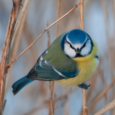 Dit Meesje had het zo druk met het zoeken naar voedsel in het riet zodat ik hem heel dicht kon benaderen.