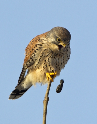 Vanochtend kreeg ik bericht van vriendin dat ze ziek was en kotsend op bed lag... Een uur later maakte ik deze foto...:-) Dat was voor deze valk ook wel nodig want 10 minuten later had ie twee muizen binnengewerkt. Die braakbal moest dus eerst wel even weg.