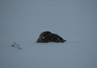 Deze jonge zwaan valt nu nog op in het maagdelijke witte landschap. Volgend jaar zal hij opgaan in de witte wereld.