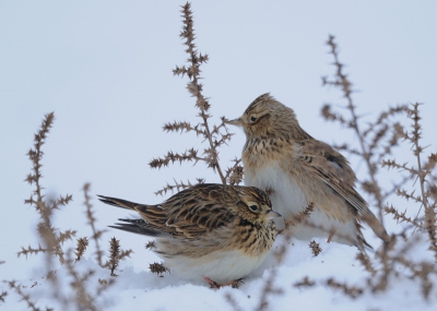 Veel veldleeuweriken gezien de laatste dagen.
De omstandigheden zijn met zo'n laag sneeuw hopeloos en ze behelpen zich dan maar met gepekelde wegen waar hier en daar nog iets te vinden is en desnoods pikken ze zaadjes uit de verdorde planten.
Hier kon ik ze naderen zonder te verstoren wat er op duidt dat ze honger hebben. (wel met de auto) Lopen in de losse sneeuw gaat moeizaam.