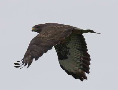 Door vooral veel tijd en veel geduld in de polder door te brengen, kun je deze vogels tegen komen op een redelijke afstand .