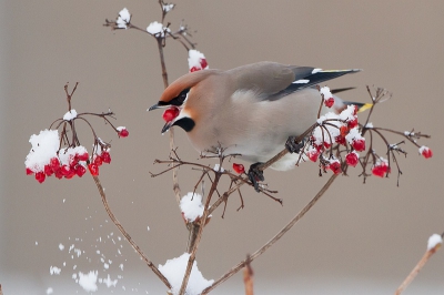 Onder slechte licht omstandigheden toch nog deze plaat kunnen maken: pestvogel in de sneeuw.