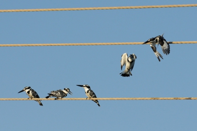 Dit bonte gezelschap ijsvogels voerde een showtje op bij Kotu Bridge. De plek om ijsvogels te zien. Binnen een uur heb ik 4 soorten kunnen waarnemen.