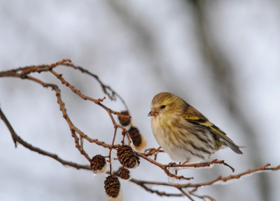 Nog een foto van een Sijs(innetje) uit dezelfde groep als mijn [url=http://www.birdpix.nl/album_page.php?pic_id=239909]vorige upload[/url]. Ik hoop bij mooi weer en gezondheid nog een keer weer terug te gaan, het was namelijk erg gezellig!