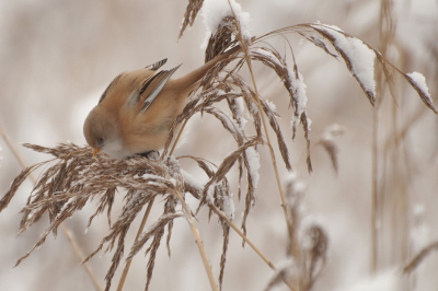 Dit baardvrouwtje :) zat samen met nog 4 andere in het riet.
Het ligt was niet optimaal het was al vrij laat zo tegen 4 uur aan. toch tevreden met mijn eerste birdpix upload!