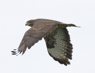 Foto gemaakt na veel geduld te hebben,scheerde deze vogel pardoes over de auto.