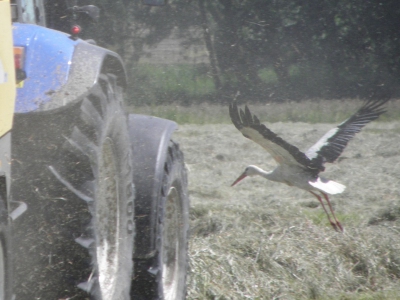 Deze ooievaar zat al enige tijd in deze polder. Deze boer was aan het hooien. toen de tractor te dicht bij kwam vloog de ooievaar op.