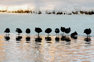 10 'koetjes'dichtbij elkaar proberen de kou te doorstaan aan de rand van een open stuk water