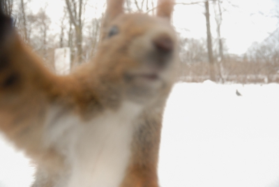 soms komen dieren gewoon te dicht bij de camera. als je geen lange lens ter beschikking hebt, hoop je op wat tammere dieren, maar overdrijven is ook een kunst