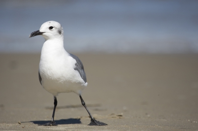 Mooi weer op Virginia beach waar deze meeuw aan het modeleren is.