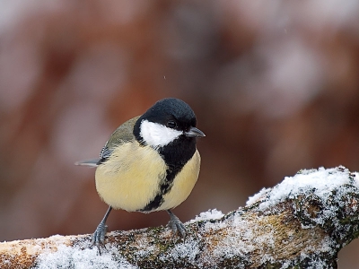 zaterdagmiddag deze koolmees weten vast te leggen, ben benieuwd wat jullie van de scherpte vinden??
krijg bij al mijn vogelfoto's de reactie dat de scherpte niet voldoende is, vandaar de vraag.. de hogere iso heb ik gedaan om meer snelheid te krijgen.