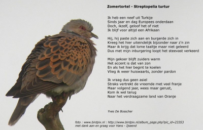 <i class='fa fa-user'></i> Yves De Bosscher | Zomertortel  <i class='fa fa-eye'> 1416</i>  <i class='fa fa-thumbs-up'> 2</i>   <i class='fa fa-comment-o'> 10</i>