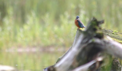 liggend in het zand, met de adrealine door heel mn lijf op 4 mtr. van deze vissende IJsvogel gemaakt... een dag die ik nooit meer zal vergeten
