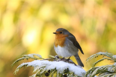 Dit roodborstje zat in de tuin bij ons rustig te wachten voordat hij ging eten.