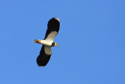 Vanaf een strekdam in de Rijn langsvliegende vogels gefotografeerd met me nieuwe lens (canon 400/5.6). Een goede oefening om vliegende vogels vast te leggen. De Kievit kwam op een mooie afstand langs.