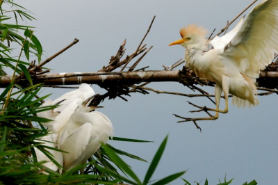 deze koereigers vechten om een favoriet plekje in de boom