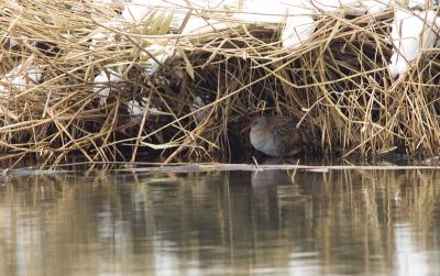 Vandaag naar de AWD geweest op mijn vrije dag! Terwijl ik aan het wachten was op de ijsvogel kreeg ik plots deze ral in de gaten. Een uur lang zijn gedrag kunnen bestuderen op een redelijke afstand. Ik had nog geen foto's van waterrallen, dus ik ben erg blij met deze opname. Ik denk dat de omgeving typerend is voor een waterral. Met name omdat hier zijn "gat" te zien is waar hij/zij elke keer dekking zocht. Net zoals de roerdomp een vogel in zijn omgeving en niet beeldvullend...alleen gebruik ik dit hier eigenlijk als een slap excuus, want ik kon gewoon niet dichterbij komen! :) Ben benieuwd naar de reacties!