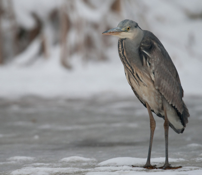 Vogels hebben het zwaar in deze vroeg ingevallen winter. Door bevriezing en sneeuw is een visje verschalken welhaast onmogelijk.