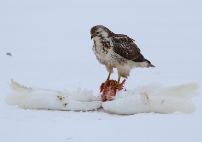 Deze buizerd deed zich te goed aan een grote zilverreiger, er zaten nog  3 buizerds te wachten tot ze aan de beurt waren.