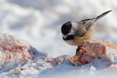 Af en aan vlogen ze, en pikten ze in dat rare goedje gelegen aan de kant van de weg. Onder de flinke lading sneeuw kon ik niet plaatsen wat het was waar ze zo van smulden...maar nooit gedacht dat het een kadaver (gans) was. De volgende dag werd dit bevestigd toen ik maar eens op nader onderzoek ben uitgegaan.