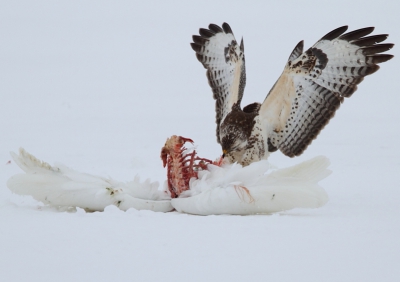 Nogmaals de buizerd op de grote zilverreiger hier trekt de buizerd een stukje vlees van de romp met behulp van de vleugels om meer kracht te zetten.