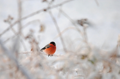 Heerlijk gewandeld in het stroomdallandschap van de Drentsche Aa bij Anloo, het Anlor Diepje zoals het daar heet. Weinig vogels kunnen fotograferen tijdens deze wandeling. Deze goudvink wou wel eventjes blijven zitten.
Hierbij wil ik jullie allemaal gelijk prettige feestdagen en een gelukkig 2011 wensen!