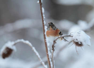 Appelvinken en goudvinken in de tuin: maar als ik dan eens tijd heb voor fotografie zijn ze er niet. Wel veel kepen. Ook mooi in de sneeuw.