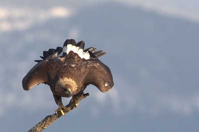 Golden eagle taking off - I have photograph Golden eagles several times, but never manage to capture such a posture so far.