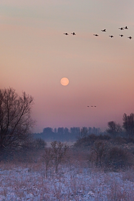 Ik liep op de dijk om over de mist heen te schieten. Toen ik me omdraaide zag ik de maan. Het moment was bijna magisch. Vogels zoeken nieuwe plaatsen om te overnachten
omdat de meeste binnenwateren bevroren zijn.