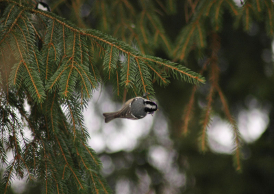 Deze zwarte mees zag ik vanmorgen samen met nog een andere in het Amstelpark. Een nieuwe soort voor mij! Ik zag in de vogelgids dat die zelden in het Westen van Nederland is en dat zag ik bevestigd op waarneming.nl is waar ik geen vermeldingen vond van de zwarte mees en Amsterdam. Extra leuk dus!