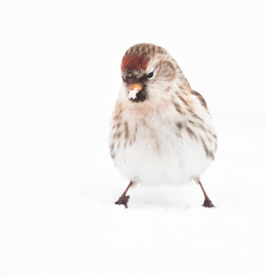 Voor het eerst een barmsijsje kunnen fotograferen onder winterse omstandigheden.